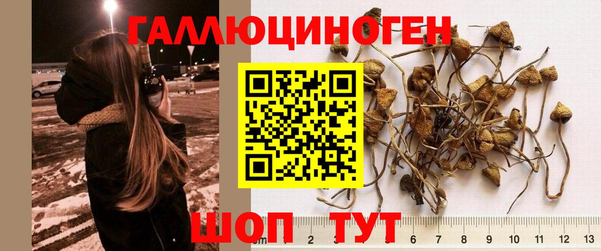 Псилоцибиновые грибы Psilocybe Октябрьский